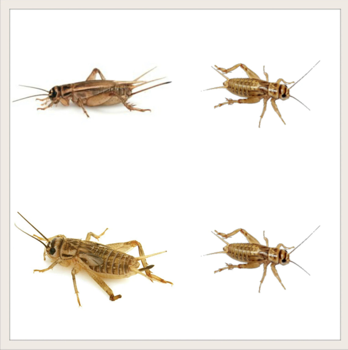 Cricket (100 Count)